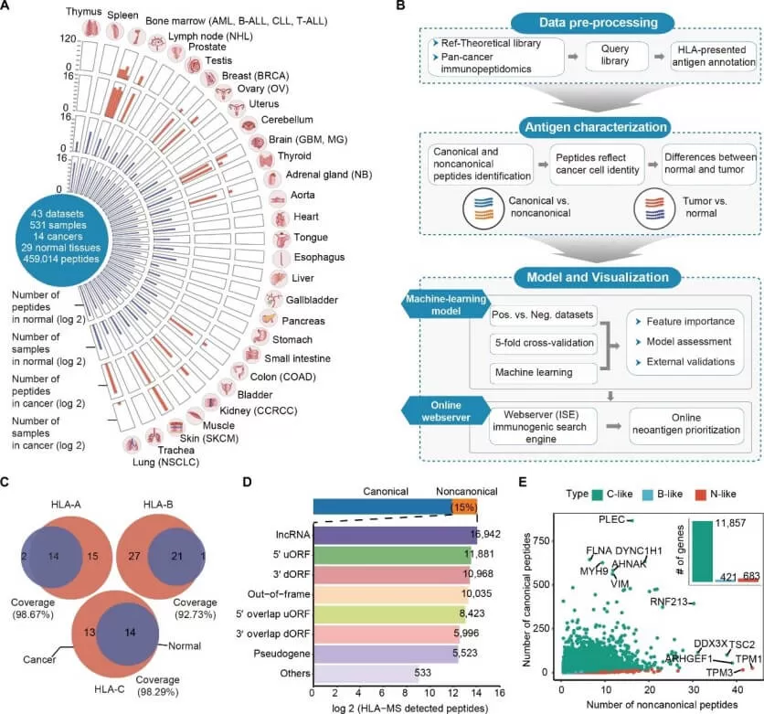 Overview of the HLA-presented tumor-normal immunopeptidome atlas